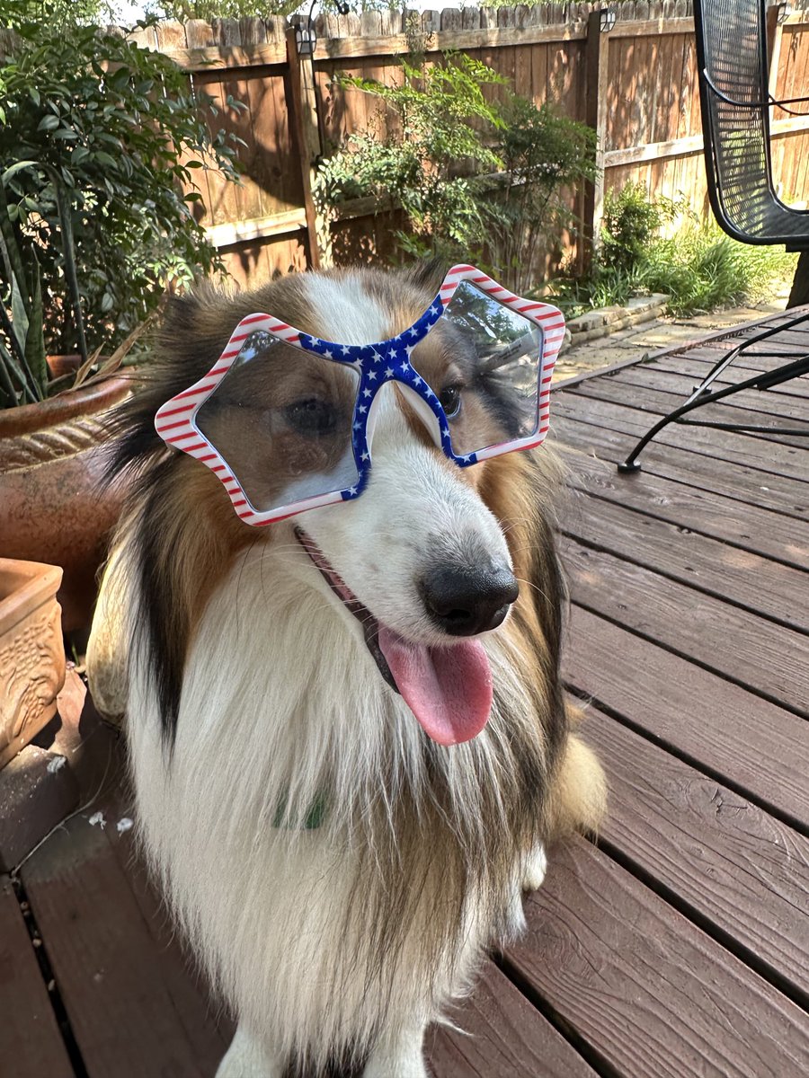 Jan (🌈Walker Texas Sheltie) tweet media