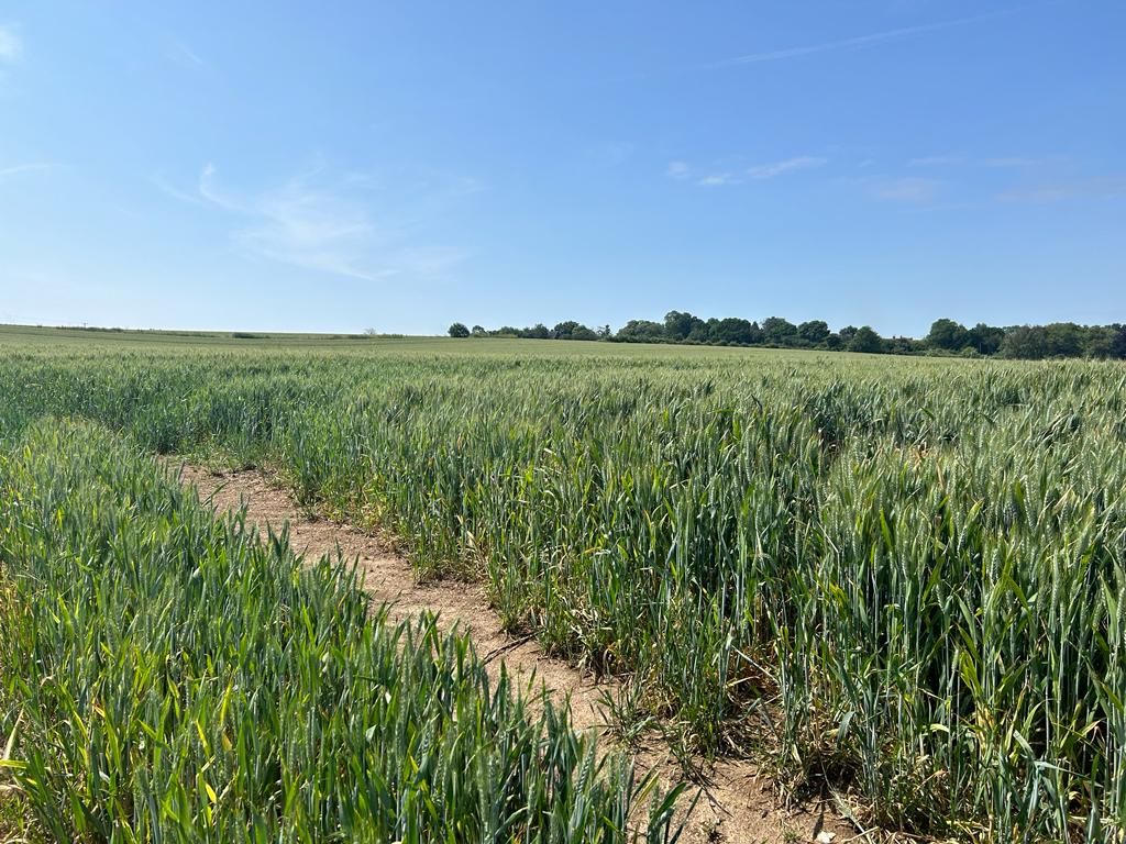 We recently visited our wonderful #LEAFDemoFarmer James Loder-Symonds of <a href="/NoningtonFarms/">Nonington Farms</a> as part of our ELMS Test &amp; Trial! >> leaf.eco/elms-test-tria…👍

As one of our mentors, James will be supporting other farmers on their journey to more #sustainable farming! <a href="/DefraGovUK/">Defra UK</a>