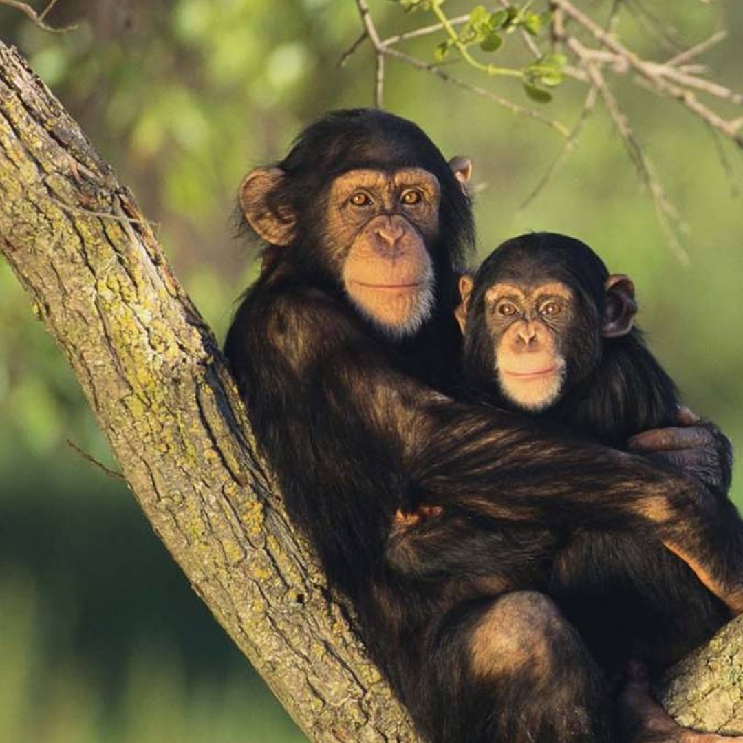 Primate trekking is one of the top activities in Uganda. If you are planning for it, there is no better place than Kibale National Park.

Visit us @ gorillatrips.net/explore-the-pr…

Call: +256-775-564060

￼info@gorillatrips.net

#UgandaAdventures #naturepainting #natureforsoul #uganda