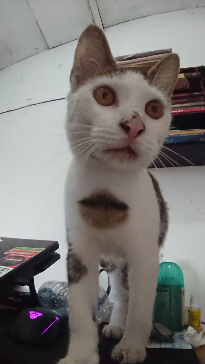 KochengFess v2 tweet media