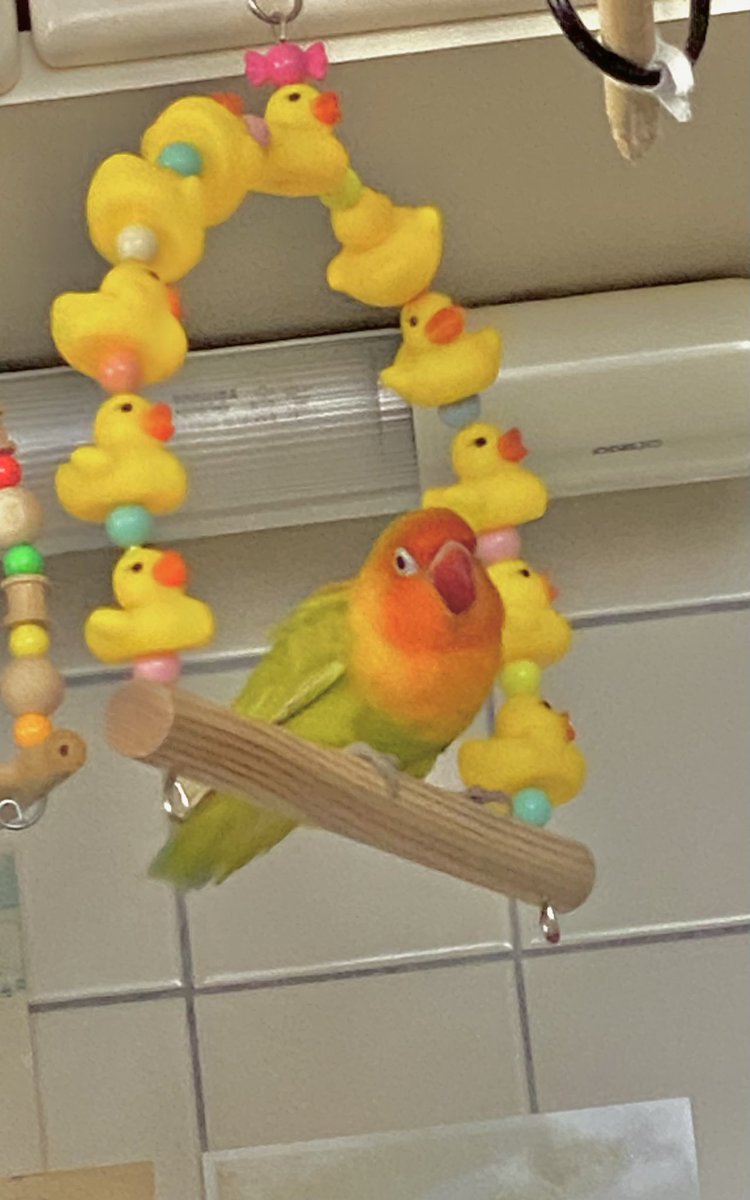 仙台サンプラザホールにて、 #徳永英明コンサート を堪能してきました🤗生歌最高〜🎤🩷✨✨✨

そして念願の仙台のとりっぴーさんにて、インコグッズを購入🤗
新ブランコ一番乗りは、ビビちゃんでした👍✨