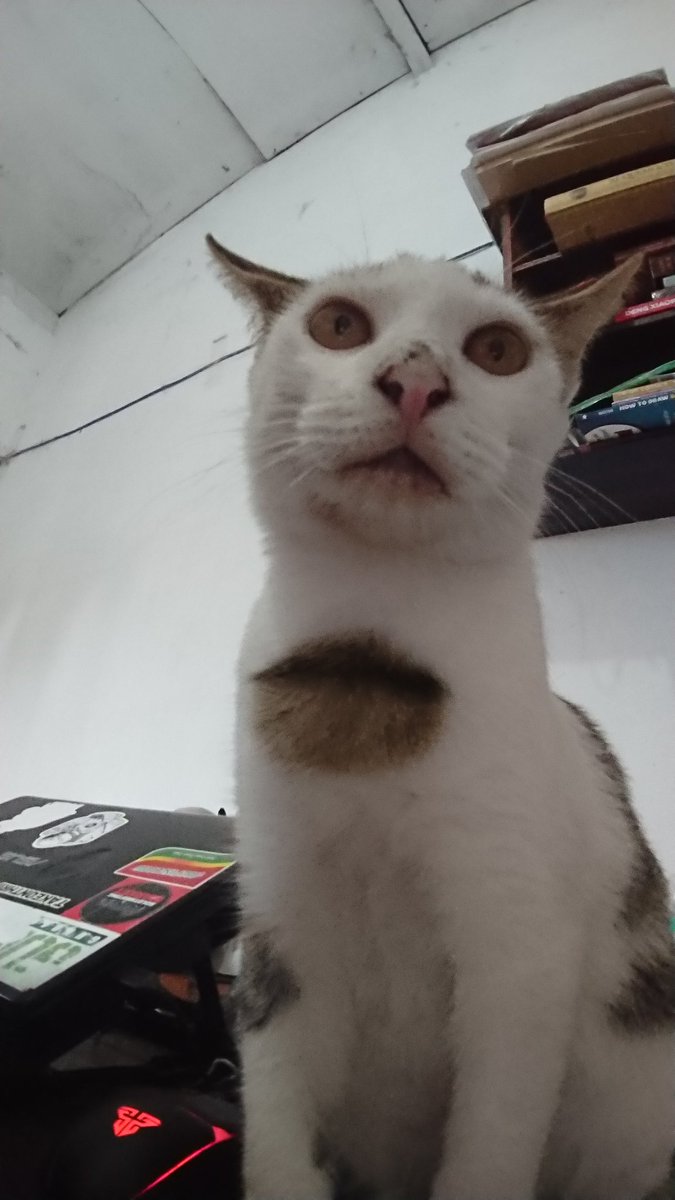 KochengFess v2 tweet media