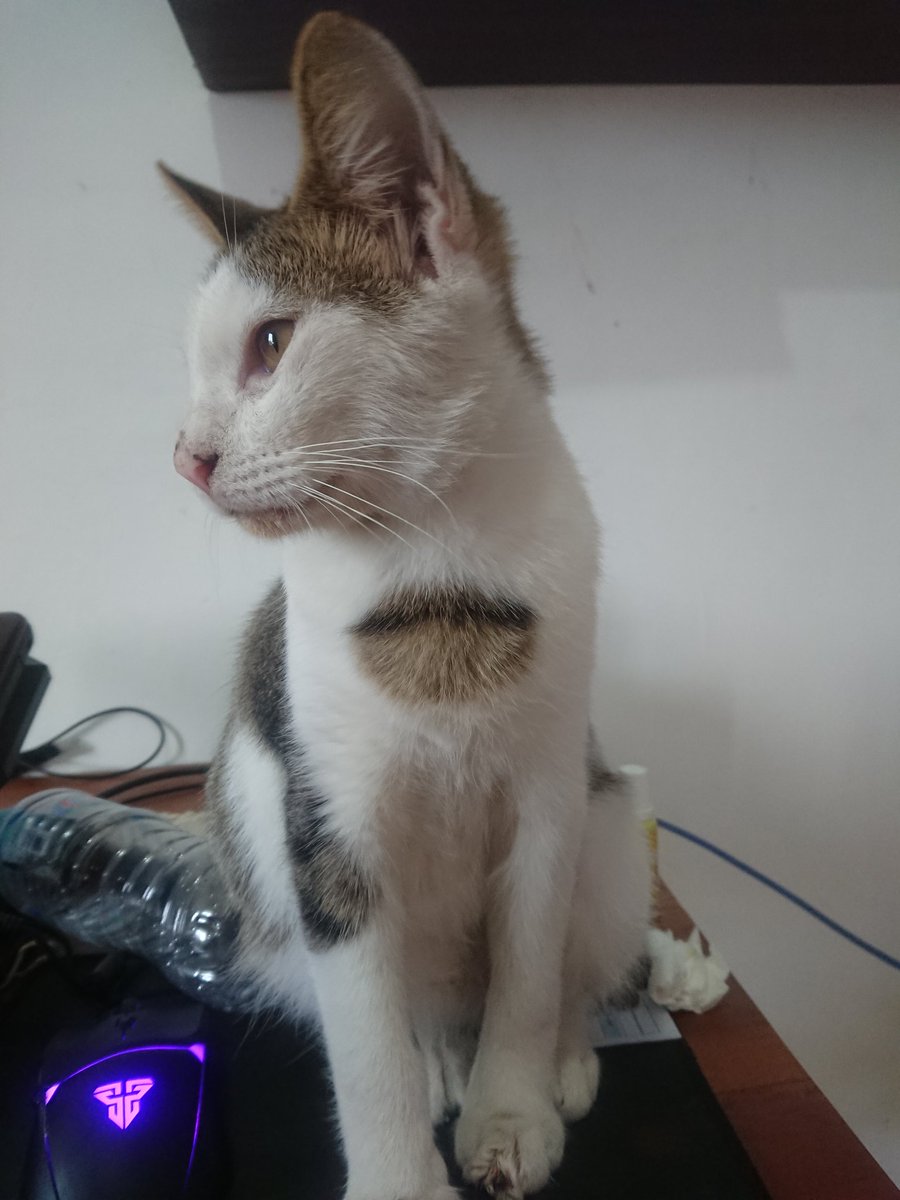 KochengFess v2 tweet media