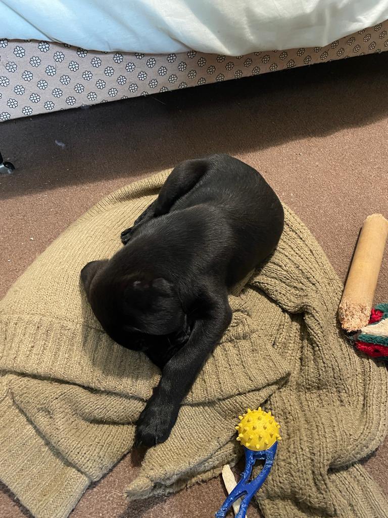 winstonthedug's tweet photo. Pupdate on the baby shark. So far I can tell you that he likes to pee, poop, eat, and play with my toys. I’m teaching him how to chase tennis balls, but he’s got very small legs. I might like him #dogs #dogsoftwitter #labradorpup #babyshark https://t.co/s3XdOJmfSI