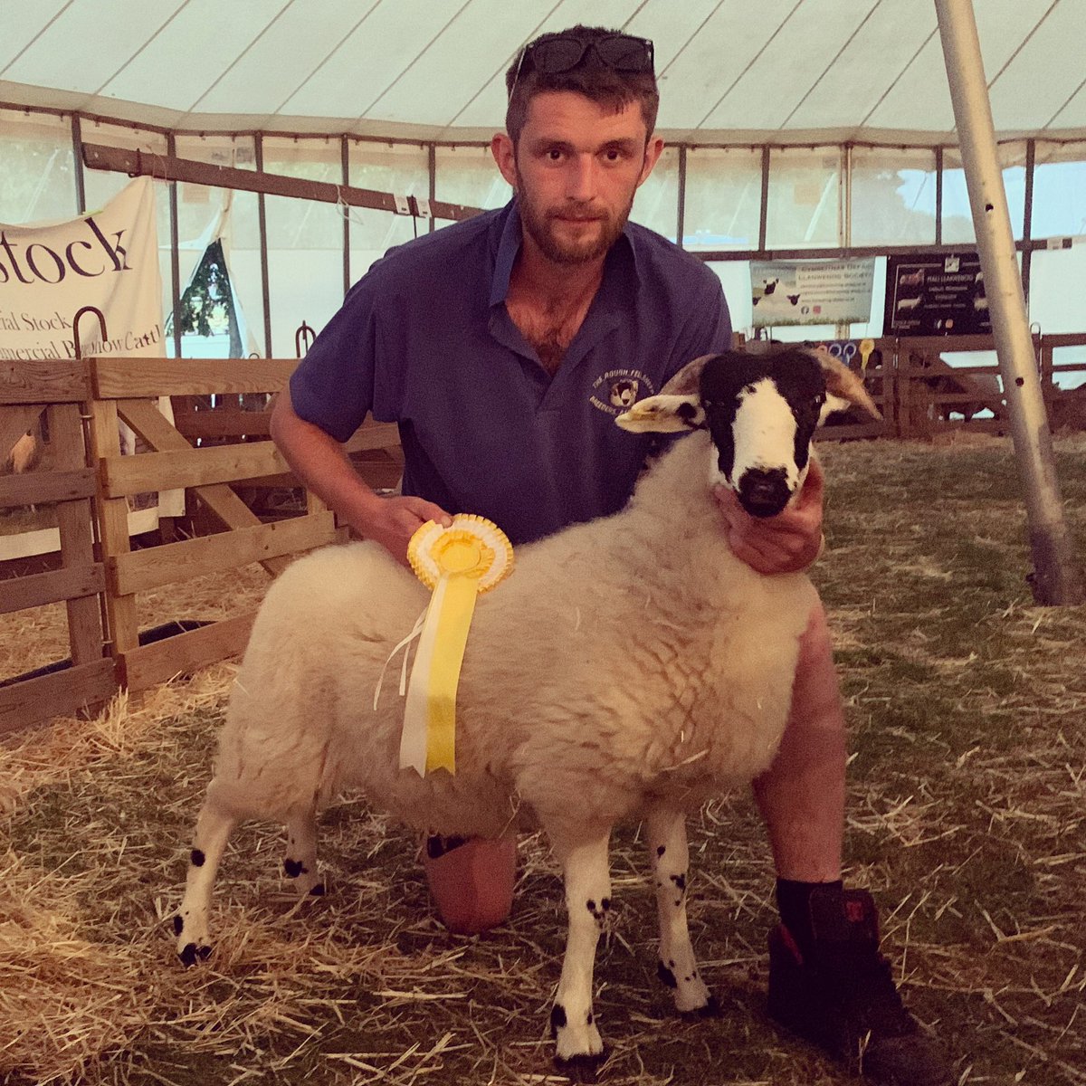 roughfellnorfol's tweet photo. What a week! Norfolk show 3rd out of 20 in hill and heath with a rough fell ewe lamb! Then back from show and collected the start to a beltie herd, cow and bull calf and a in calf cow! #nativebreeds #waveney #norfolkshow https://t.co/fYoofsMSBH