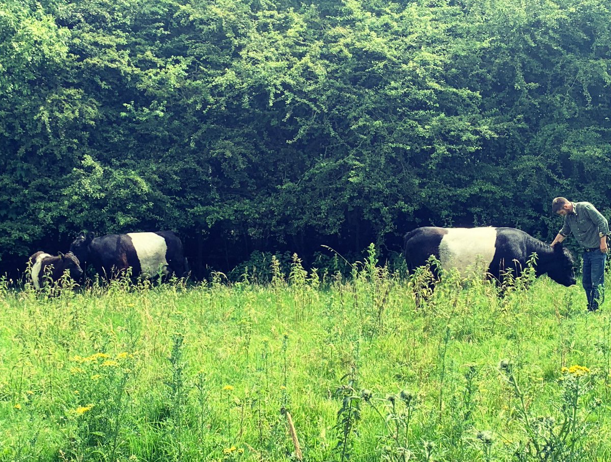 roughfellnorfol's tweet photo. What a week! Norfolk show 3rd out of 20 in hill and heath with a rough fell ewe lamb! Then back from show and collected the start to a beltie herd, cow and bull calf and a in calf cow! #nativebreeds #waveney #norfolkshow https://t.co/fYoofsMSBH