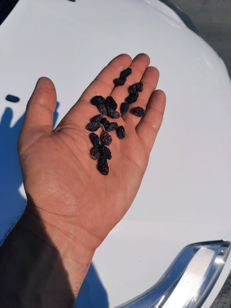 Günlük 21 tane kuru #üzüm hafızayı açar...

(Hz. Ali (r.a.) demiştir ki: “Her kim her gün 21 adet kuru üzüm yerse önemli bir hastalıkla karşılaşmaz”)