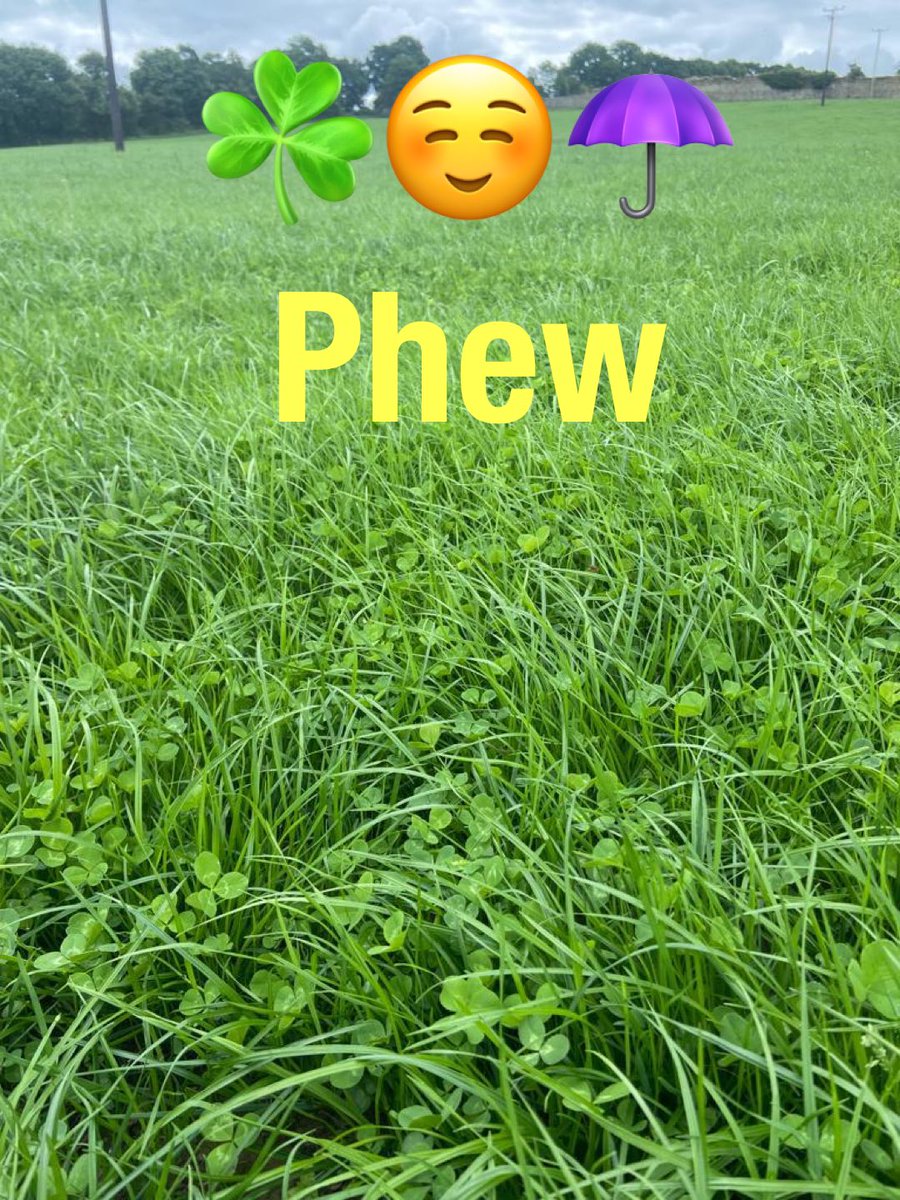 TeagascBeef's tweet photo. The difference some rain makes when it finally came
#Futurebeef farmer Ruairi Cummins Kilkenny, white clover & PRG reseed doing well - at last.
The aim is to grow grass next year with no chemical Nitrogen🍀🍀 #greenfarming #biodiversityireland https://t.co/ttzYHEMiwy