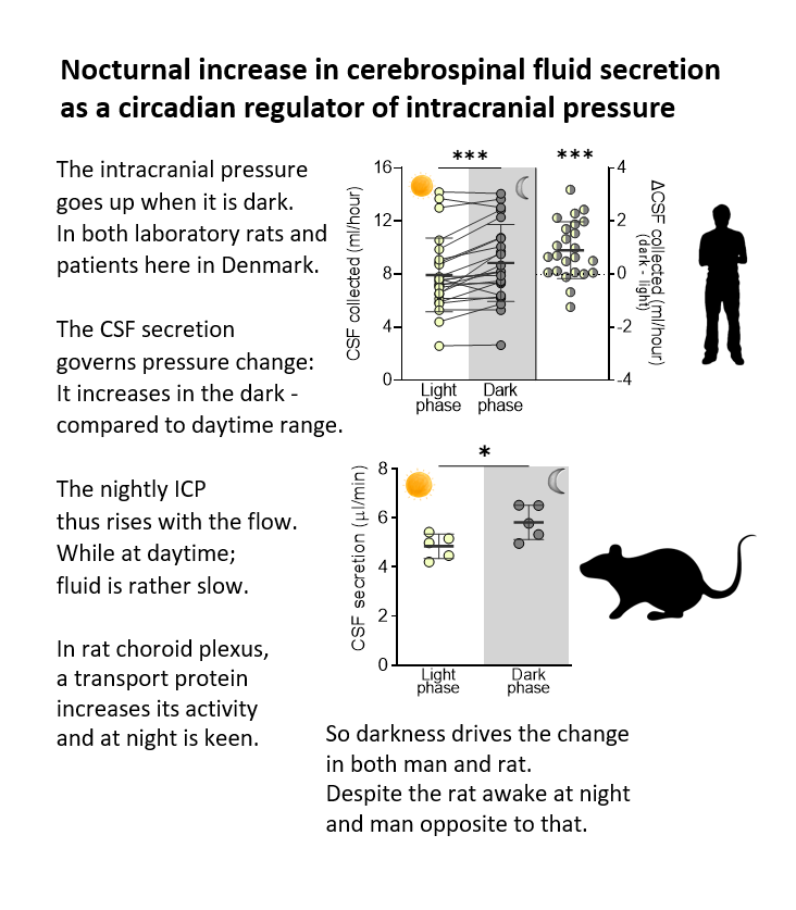 The intracranial pressure is elevated at night, in part due to a nightly increase in brain fluid secretion. Oddly enough; both in humans and in the nocturnal rats. Thanks to @lundbeckfonden for supporting the study (full read here: rdcu.be/dffN5)

#sleep #CVB2023