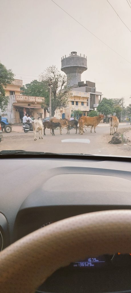 રસ્તા વચ્ચે ઉભેલી ગાય જોઈને તેમને કનડગત અનુભવાય તો તમે લાગણીશૂન્ય છો. 
એને રોડ પર નહિ, આપણા ઘરે હોવું જોઈતું હતું.
લાગણીથી વિચારજો ભૂલ આપણી છે.
#ગાય_ધરે_શોભે. #ગાયથી_ઘર_શોભે.
