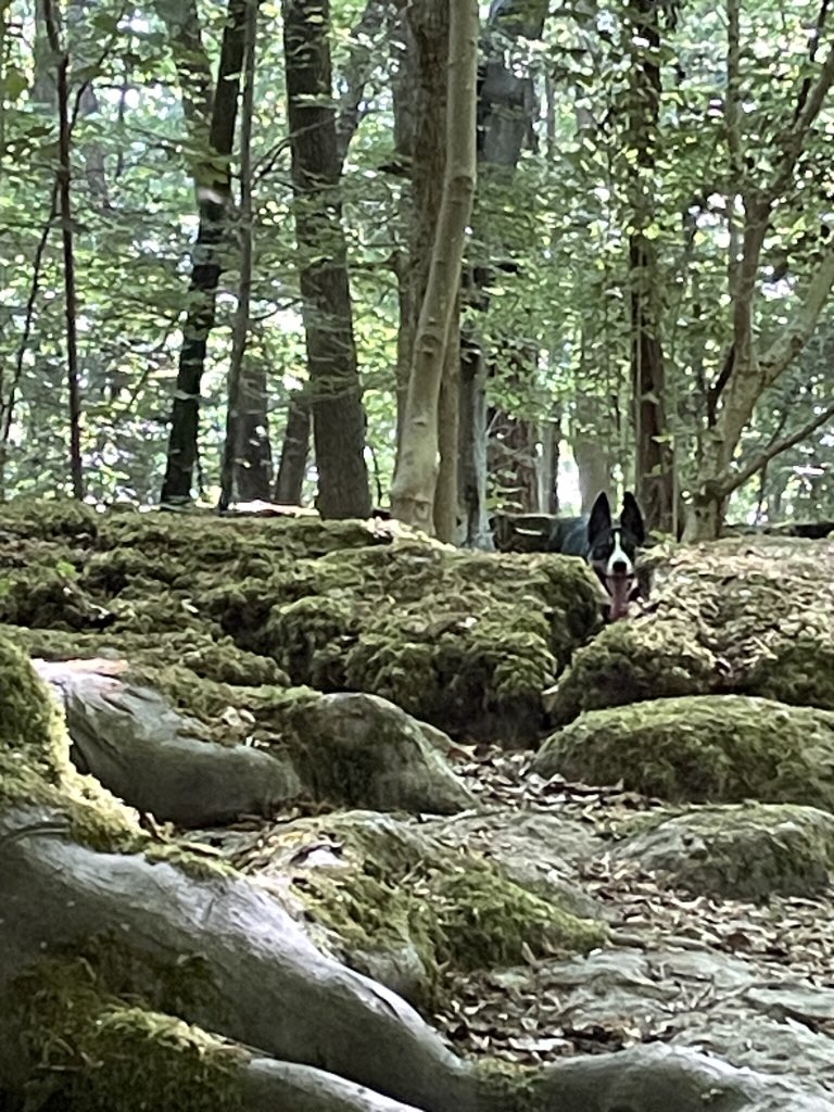 Paul Holroyd tweet media