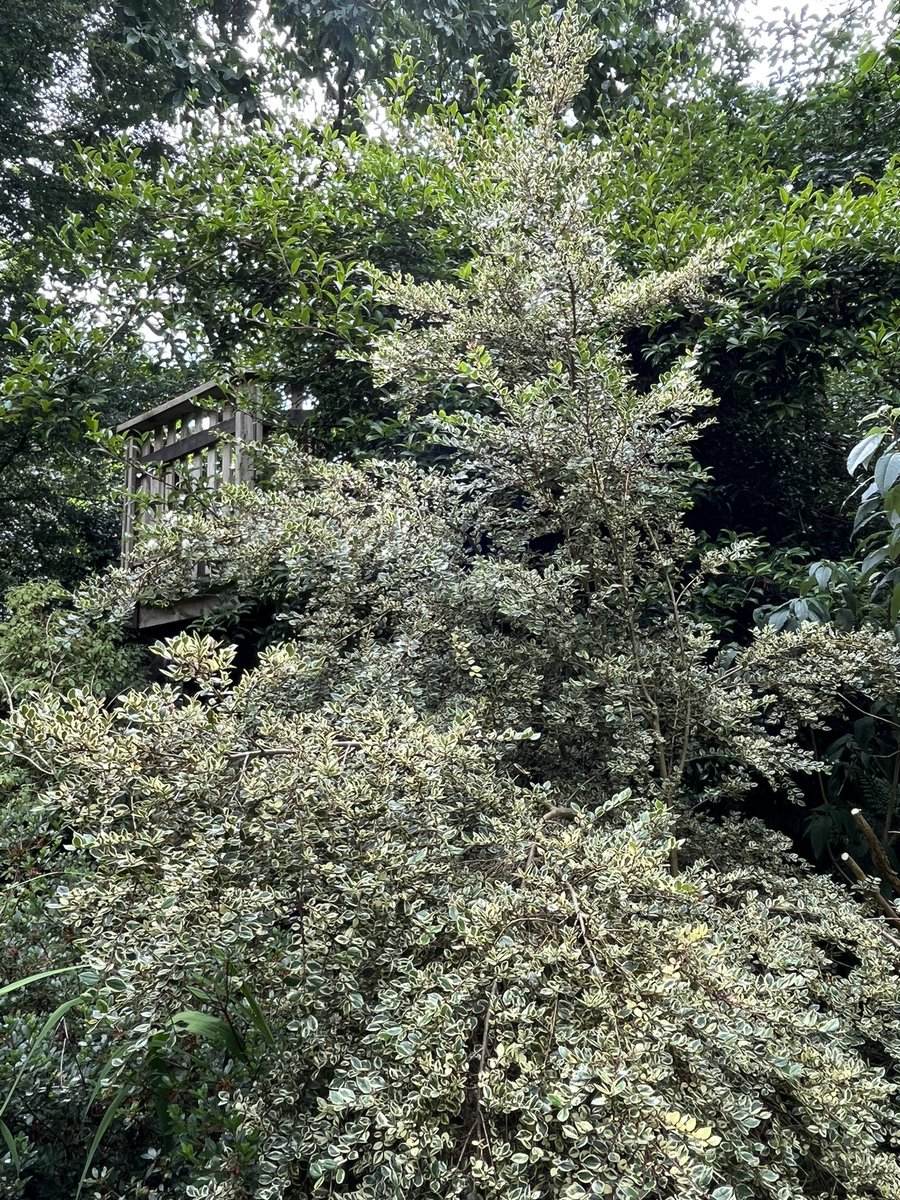 Trewithengarden's tweet photo. Morning with me on #mycommute is the little cutie that is Luma apiculata ‘Glanleam Gold’ a variegated plant that I can tolerate…
#summergardendays #summer #flowers #myrtle #varigatedplants #foliage #leaves @The_RHS @PlantNetwork @CwllGardenSoc https://t.co/bhnE3IFqnw