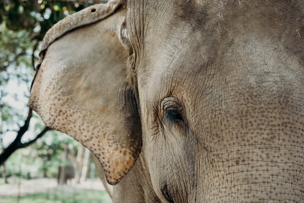 Tiger Tops Newsletter End of the Season  June 2023 - mailchi.mp/tigertops/tige…