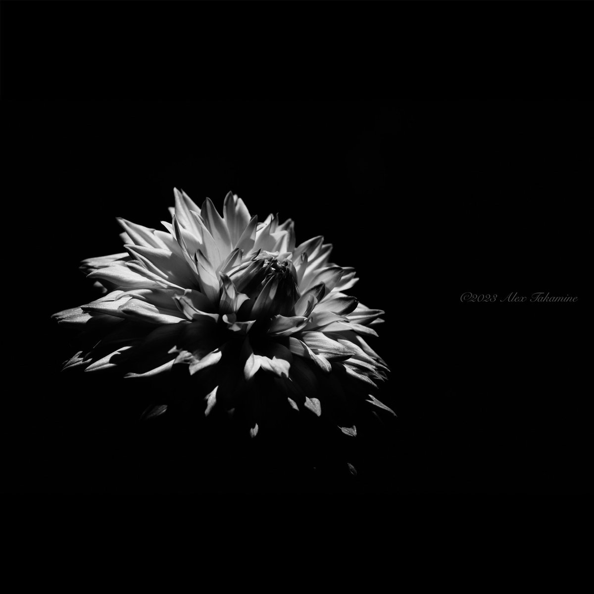 mc75282818's tweet photo. Bloom

#nikonphotography #NikonZ6ii #naturephotography #bnw #bnwphotography #blackandwhite #blackandwhitephotography #monochrome #monochromephotography #flowers https://t.co/67MW2stKuk