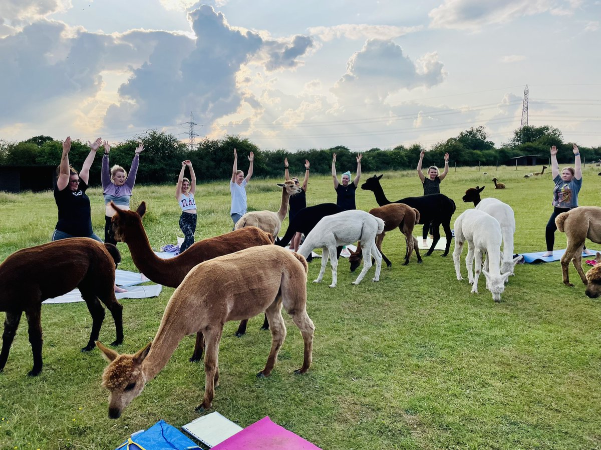 LucyColbourne4's tweet photo. Alpaca yoga every Thursday evening 💛✨💛 message 07738 003650 for all the info and to come join in the fun 🦙🧘‍♀️🦙 #tickhillalpacas #lucycolbournesyogicubs #doncasterisgreat #selfcare #alpacayoga https://t.co/KBqczGjQnm