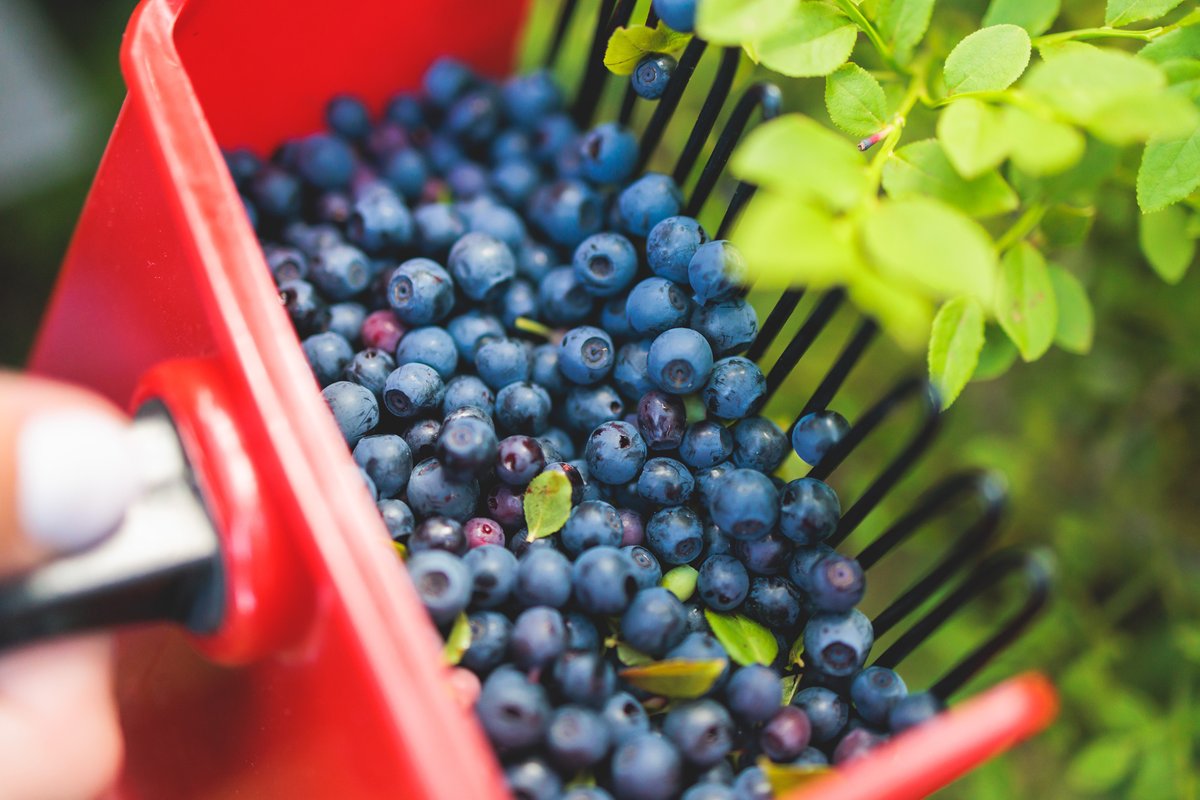 Kesän ensimmäiset mustikat alkavat kypsyä. Suuntaa siis lähimetsään ja poimi luonnon herkut talteen! Tiesitkö, että mustikkapiirakka on Suomen luonnon päivän virallinen leivos?

Tarkista kotipaikasi #mustikka'tilanne: marjahavainnot.fi

#suomenluonnonpäivä #liputanluonnolle