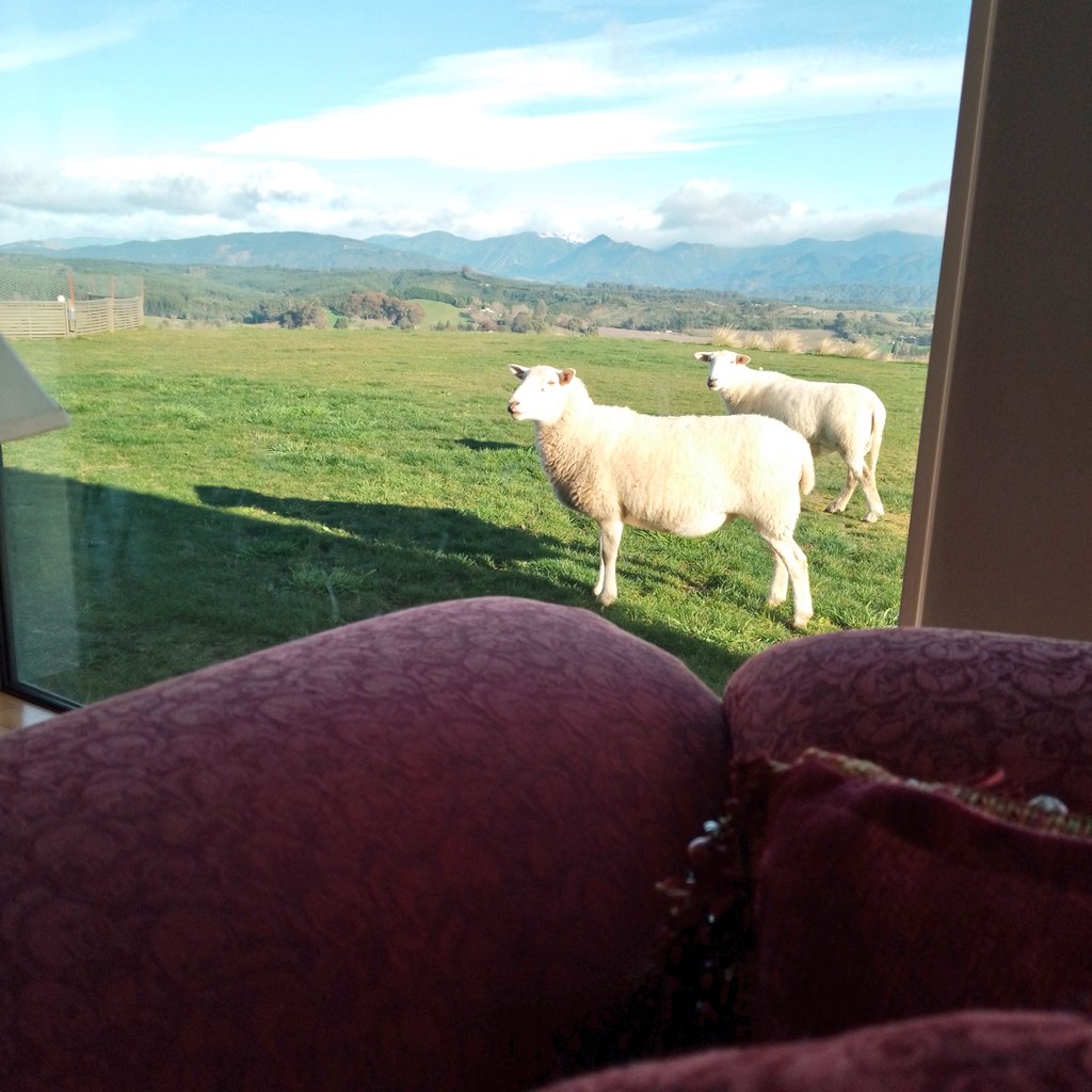 Let the ewes pasture on the lawn today. This is peak New Zealanding.