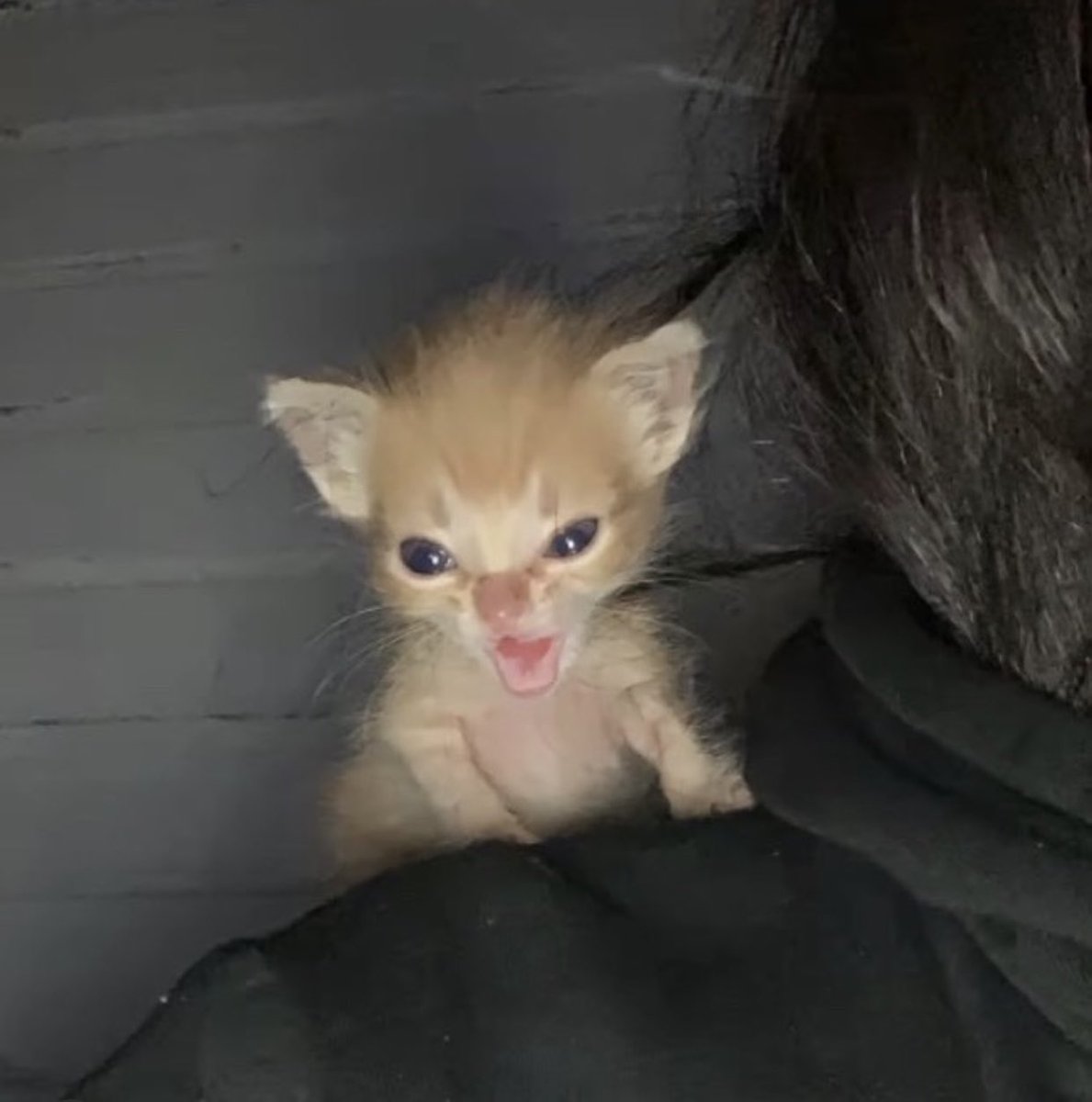 fawnlambie's tweet photo. just found out semester starts back again in like 2 weeks when I thought it was 4 https://t.co/dONnY5FtWR