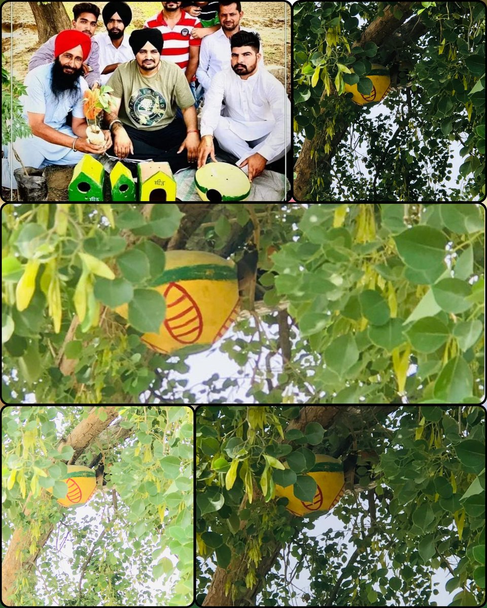 BeerhSociety's tweet photo. 1.5 ਕੁ ਸਾਲ ਪਹਿਲਾਂ ਬੀੜ ਸੋਸਾਇਟੀ ਵਲੋਂ @iSidhuMooseWala ਦੀ ਮਜੂਦਗੀ ਵਿੱਚ ਉਸਦੇ ਖੇਤ ਪੰਛੀਆਂ🐦🦜 ਲਈ ਮਸਨੂਈ ਟਿਕਾਣੇ ਲਗਾਏ ਗਏ ਸਨ। ਸਾਨੂੰ ਅਫਸੋਸ ਵੀ ਹੈ ਸਿੱਧੂ ਵੀਰ ਸਾਡੇ ਵਿੱਚ ਨਹੀਂ ਹੈ। ਓਥੇ ਲੱਗੇ ਮਸਨੂਈ ਟਿਕਾਣੇ ਵਿੱਚ ਪੰਛੀਆਂ ਨੇ ਆਪਣਾ ਬਸੇਰਾ ਕਰ ਲਿਆ ਹੈ। ਇਹ ਤਸਵੀਰਾਂ ਪਿੱਛਲੇ ਹਫਤੇ ਦੀਆਂ ਹਨ। #savebirds #BirdsSeenIn2023 https://t.co/BU21iv6cw8