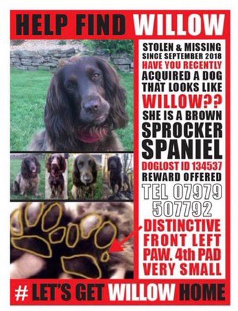 In 2018 Willow was stolen from the family garden #Shropshire @freyawoodhall ‘We named her, she’s part of our family, she’s loved & missed’ #letsgetwillowhome #PetsAreFamily PLS SIGN & RT petition to Make #PetAbduction a specific offence petition.parliament.uk/petitions/6401… #PetTheftReform