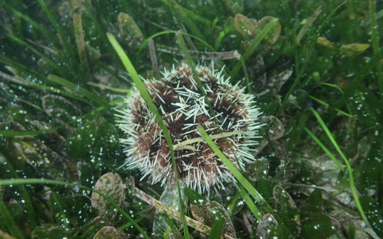 If you’re at #AMSA2023 come along to my talk tomorrow at 3pm in the marine invertebrates session to hear about how I am using morphological and molecular genetic techniques to rename this urchin based on specimens collected in 1878!! @USydMSI @SydneySOLES @ProfMariaByrne