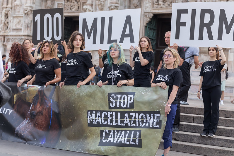 .@CarloCalenda, @DaniSbrollini: vi chiediamo di prendere posizione contro la macellazione dei cavalli in Italia! Seguiamo l’esempio della Grecia. #stopmacellazionecavalli!