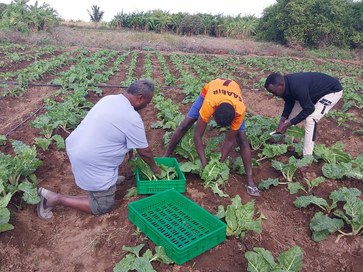 Nuros9Solutions's tweet photo. Muriale community in Balad district reaps benefits of the value addition proj. sponsored by IOM using renewable energy. As drip field production is harvested and stored in a  cold room, farmers are able to properly plan market sale and transport without worries. Today. https://t.co/OPPEsOTTzb