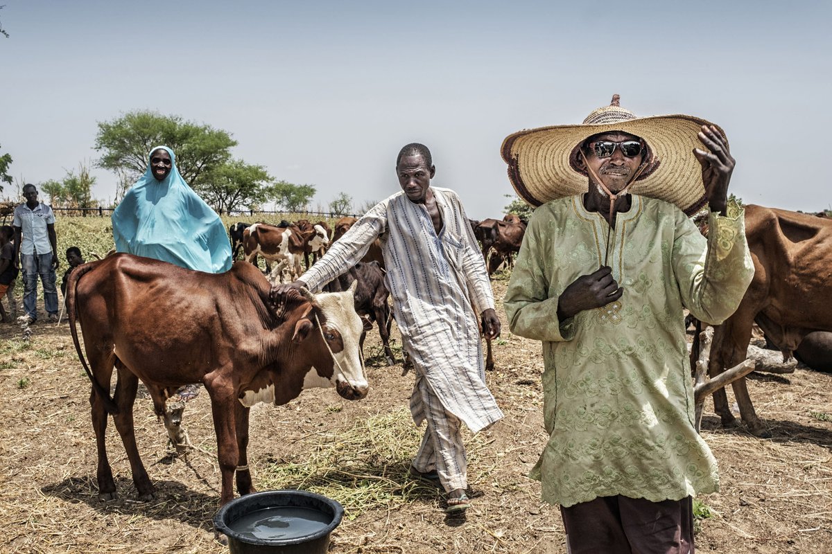 Saviez-vous que le #Niger 🇳🇪 compte 48 millions de têtes de bétail, pour 25 millions d’habitants ? Pourtant, le pays importe 50 % de son lait 🥛. Avec des projets comme la laiterie de Gaya, nous espérons changer la donne 👉 tinyurl.com/3ae3msp5 #EnablingChange #DYK