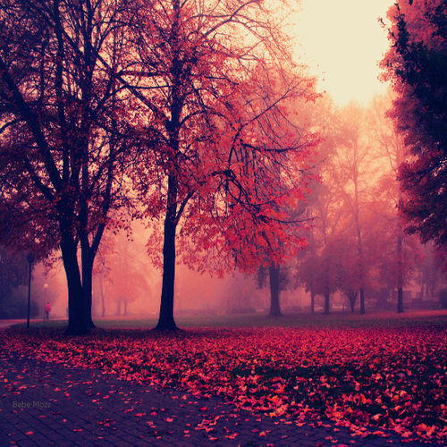 samsaracorp's tweet photo. Autumn Mist, Germany #AutumnMist #Germany https://t.co/kkvSYMaABq https://t.co/TBw45J6UCY