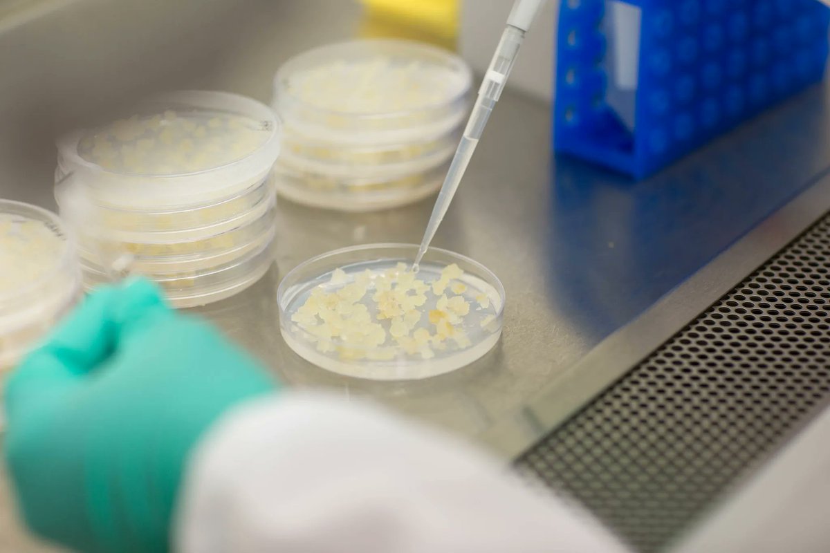 Sul taciuto via libera ai nuovi Ogm. Nel “decreto siccità” è stata infilata una norma che contraddice gli obblighi internazionali dell’Italia in materia di diversità biologica. Ma il silenzio è assordante. La rubrica di <a href="/NDentico/">Nicoletta Dentico</a> 
altreconomia.it/sul-taciuto-vi…