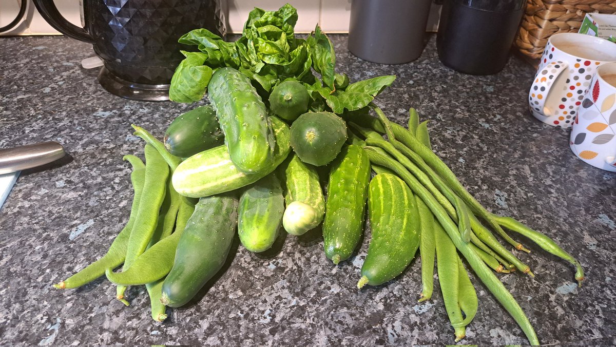 It's amazing how much we are harvesting off the allotment. Today, we have more cucumbers, lettice, runner beans & some French beans. It's such a great help with mental health. Great relaxation #mentalhealthawareness #allotmen #allotmentlife #growyourownfood