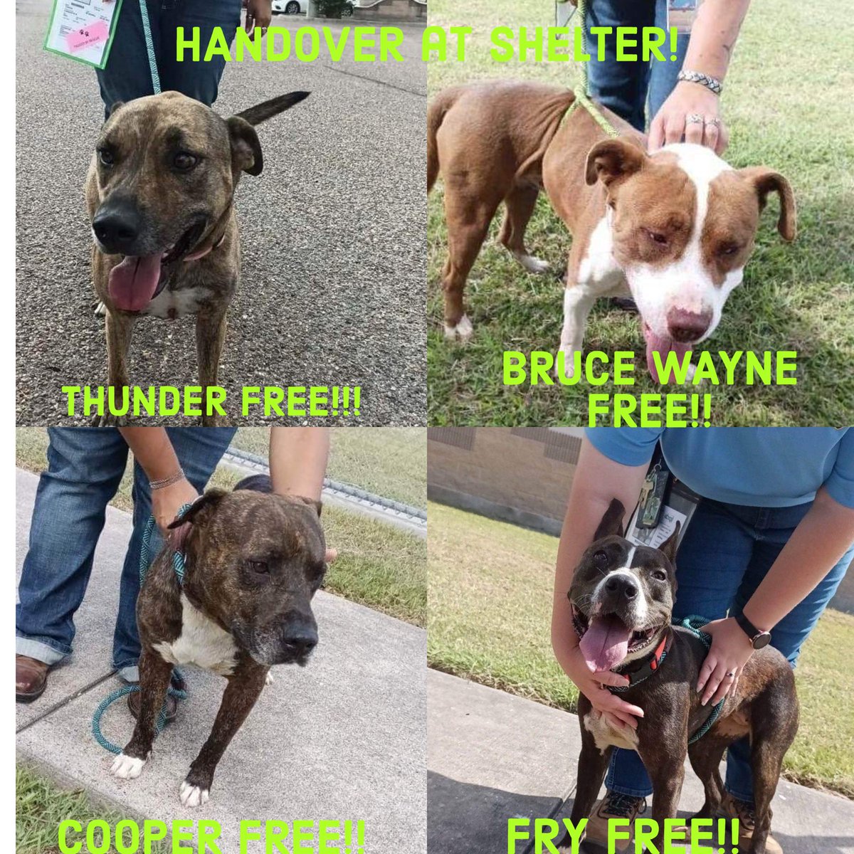 RoCoGB's tweet photo. FREEDOM Pledge Collection
🎉🎉It’s a QUARTET🎉🎉
❤️FRY
🩵BRUCE WAYNE
💜COOPER
💙THUNDER
4 LIVES SAVED by
Furever Homes Dog Rescue SE TX😇
TYSVM we truly couldn’t do this without YOU❤️
Plz honour pledges via Rescue link:
https://t.co/LkRbQIwt1Q
#A351554 #A357402 #A356068 #A355155 https://t.co/2psQ3hiGaE