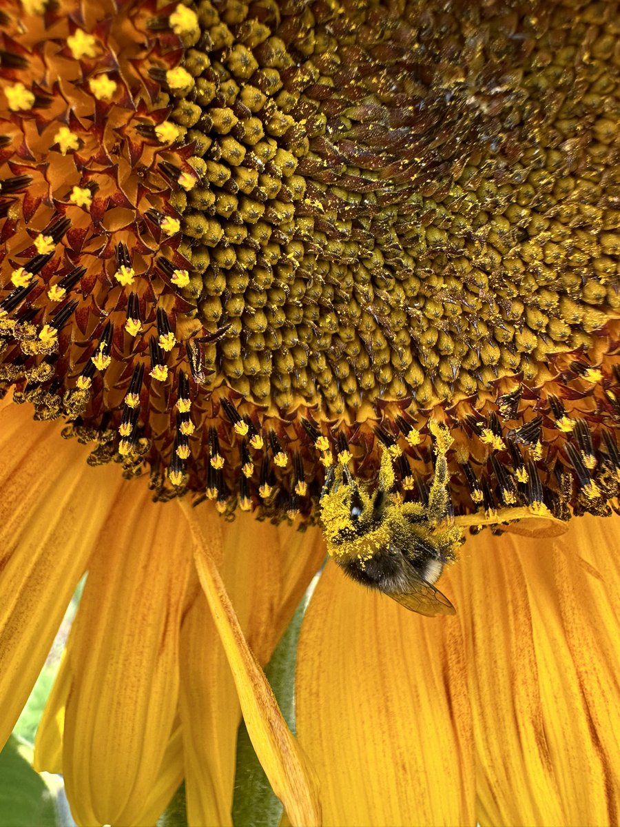 Think this bee was enjoying the pollen 🐝🌻 #garden #gardening #GardeningTwitter