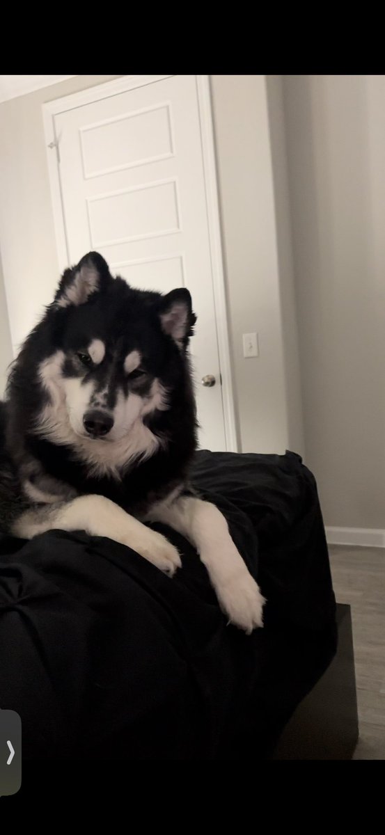 Josephs512's tweet photo. @Charalanahzard He’s chillin’ on the bed. https://t.co/ZTICZK2ria