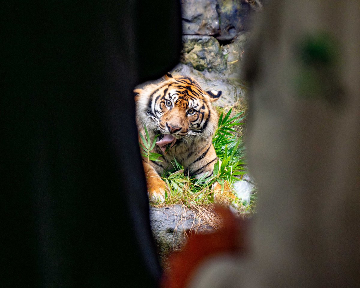 Taronga Zoo's Sumatran tigers and an Indonesian language performance from local students made up for the clouds on President <a href="/jokowi/">Joko Widodo</a> ’s visit today.