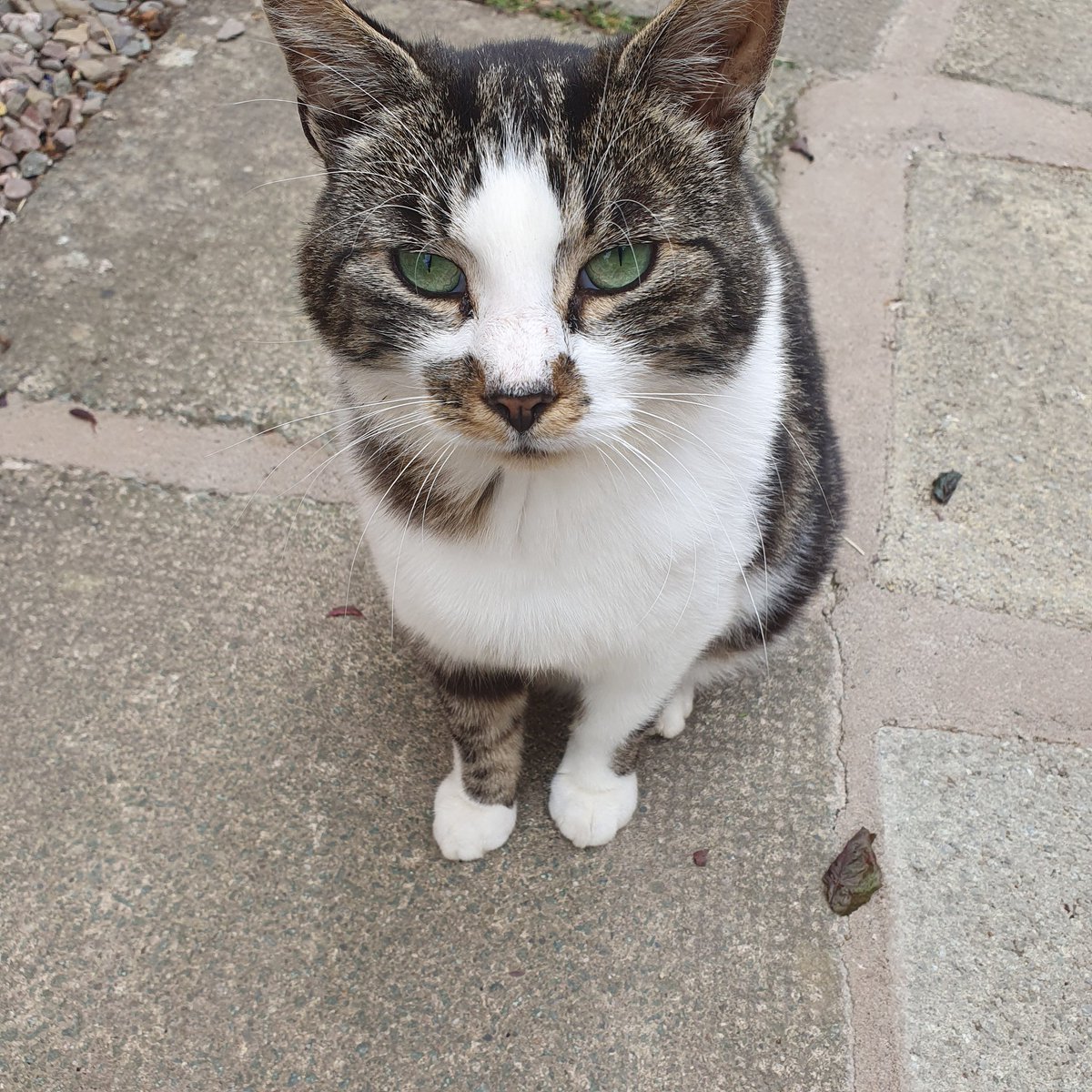 #GivingTuesday ~ Look into my eyes says Morris aren't I handsome 💛 Did you know you can #sponsor me for £20 pa. there are other #sponsorships  as well. Check out shropshirecatrescue.org.uk/sponsor-a-cat or email Sam sponsorship@shropshirecatrescue.org.uk  #cats #inthecompanyofcats #catsarefamily
