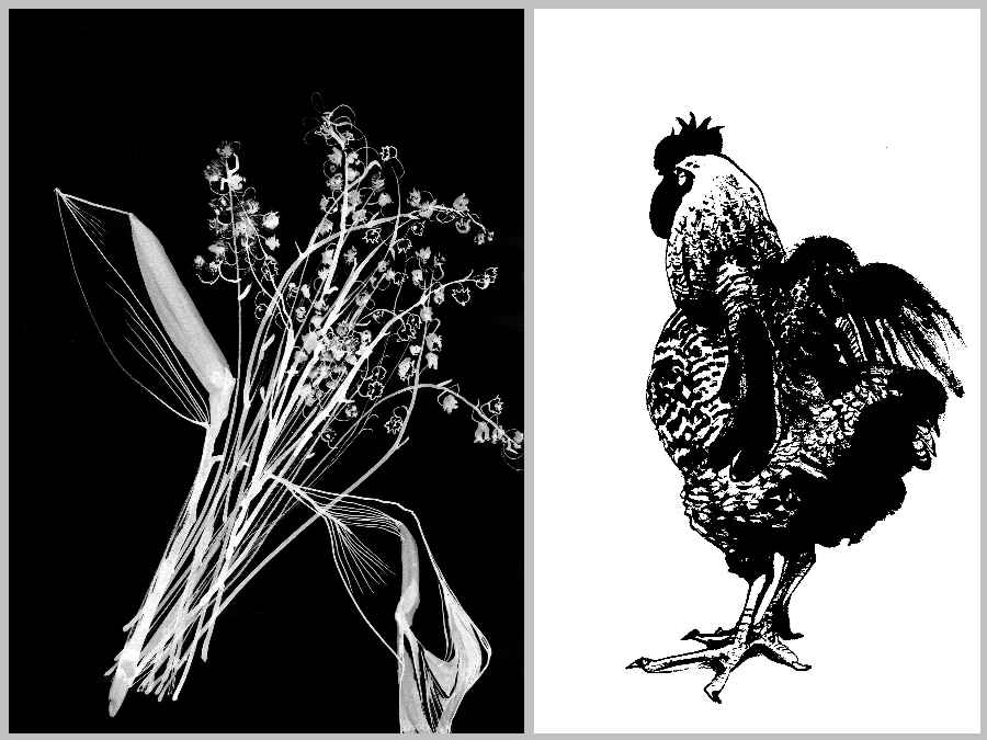 sadgalNFT's tweet image. Happy  #TEZOSTUESDAY 😊

Collected "Dry lilies of the valley in the negative" and 
"I am a rooster"  🖤

Made by @sofijam_art  🤍