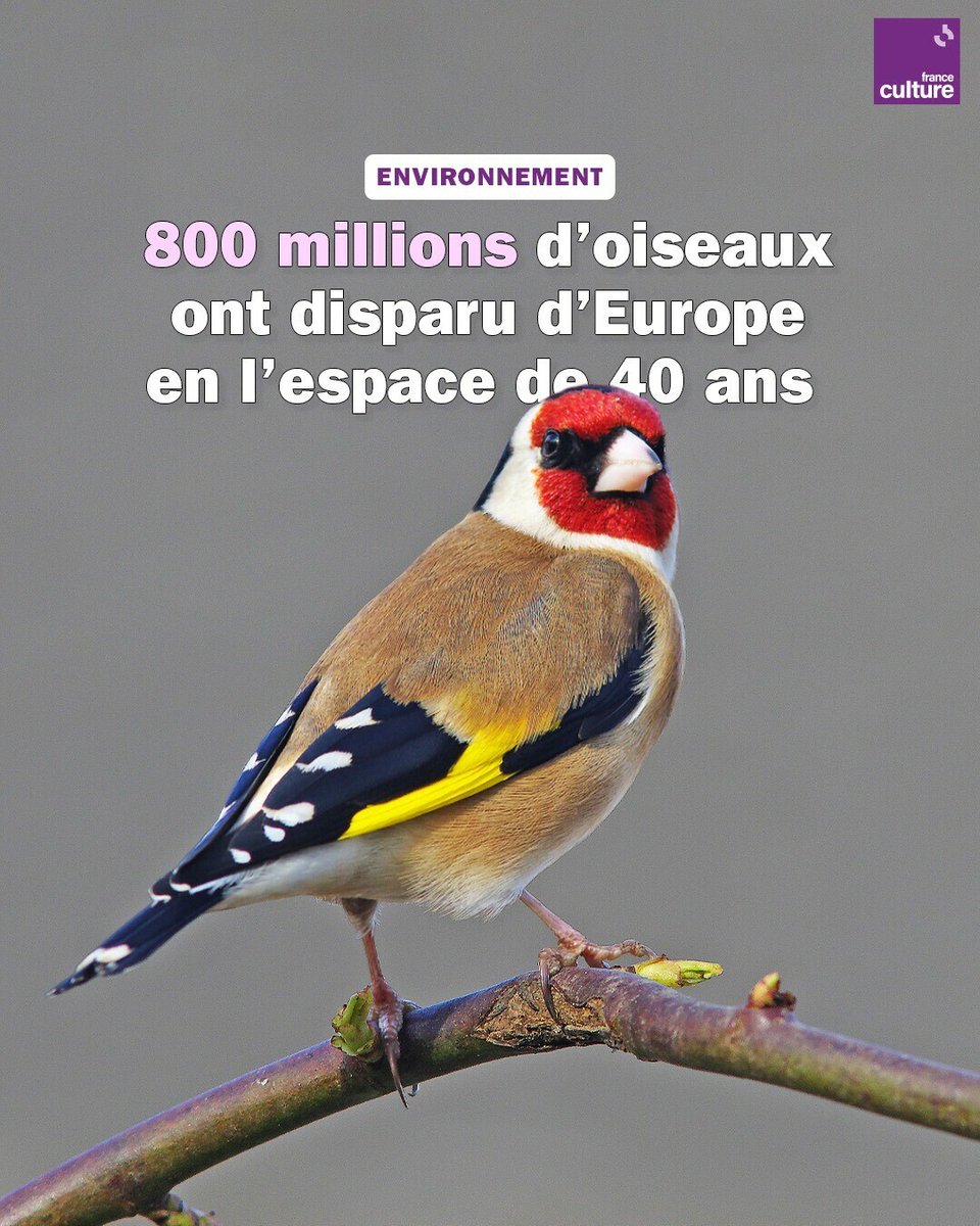 Les causes de cet effondrement ➡️ l.franceculture.fr/dov