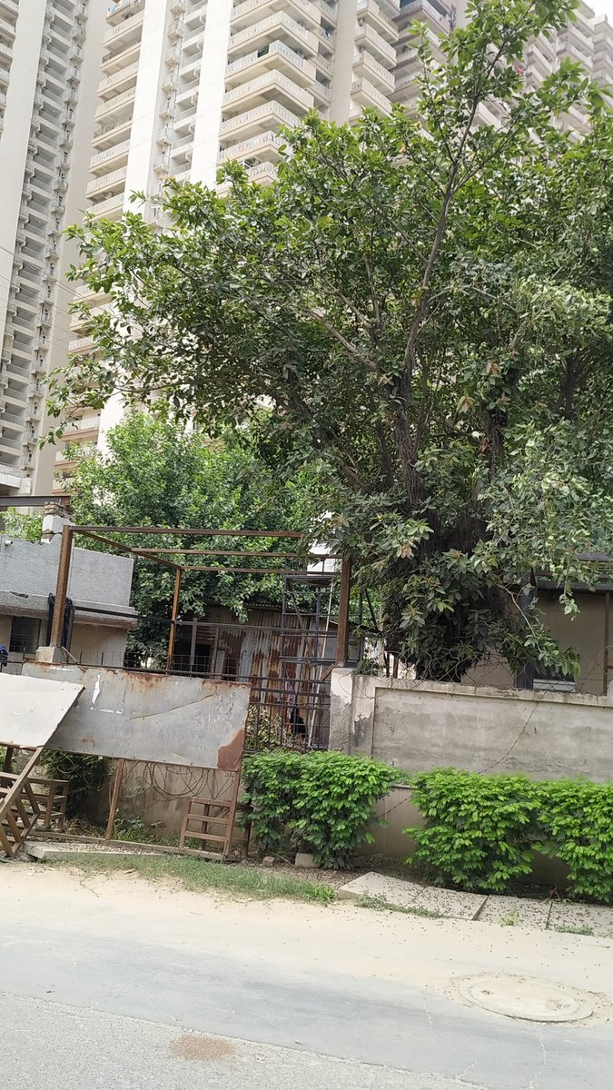 mukeshpal77's tweet photo. @UpfcForest @moefcc
@OfficialGNIDA @dmgbnagar 
#गौरसिटी प्लॉटGH01,सेक्टर4,ग्रेनोवेस्ट के स्टेडियम की बाउंड्रीवाल के अंदर #पेड़ काटकर अतिक्रमण करने की योजना है,दुकान के लिए ढांचा(लोहे के एंगल चित्रमें देखे जा सकते हैं)बनकर तैयार है,ऊपर शेड डालना है उसके लिए पेड़ काटा जा सकता है1/3 https://t.co/ddu7fUdCPf