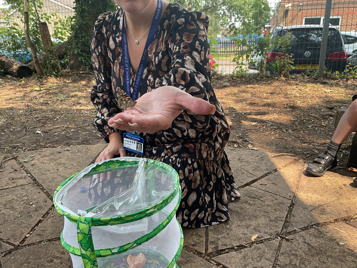 InfantWalsh's tweet photo. Silver Class released their class butterflies last week. We were captivated watching them develop from small caterpillars and then turn into chrysalis's. We fed them satsuma and apple and gave them sugary water to drink. It was an excellent way to learn about lifecycles. https://t.co/X4OnSYGPfB
