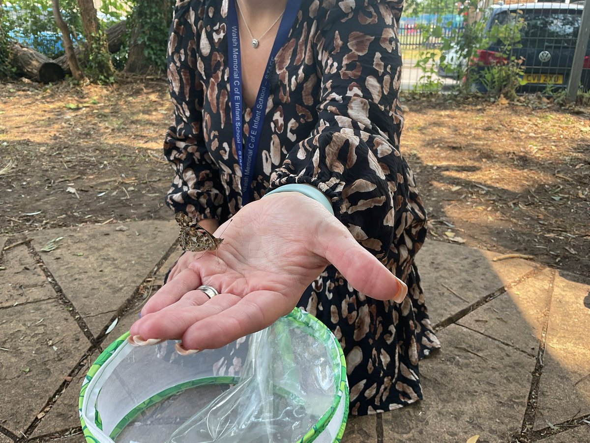 InfantWalsh's tweet photo. Silver Class released their class butterflies last week. We were captivated watching them develop from small caterpillars and then turn into chrysalis's. We fed them satsuma and apple and gave them sugary water to drink. It was an excellent way to learn about lifecycles. https://t.co/X4OnSYGPfB