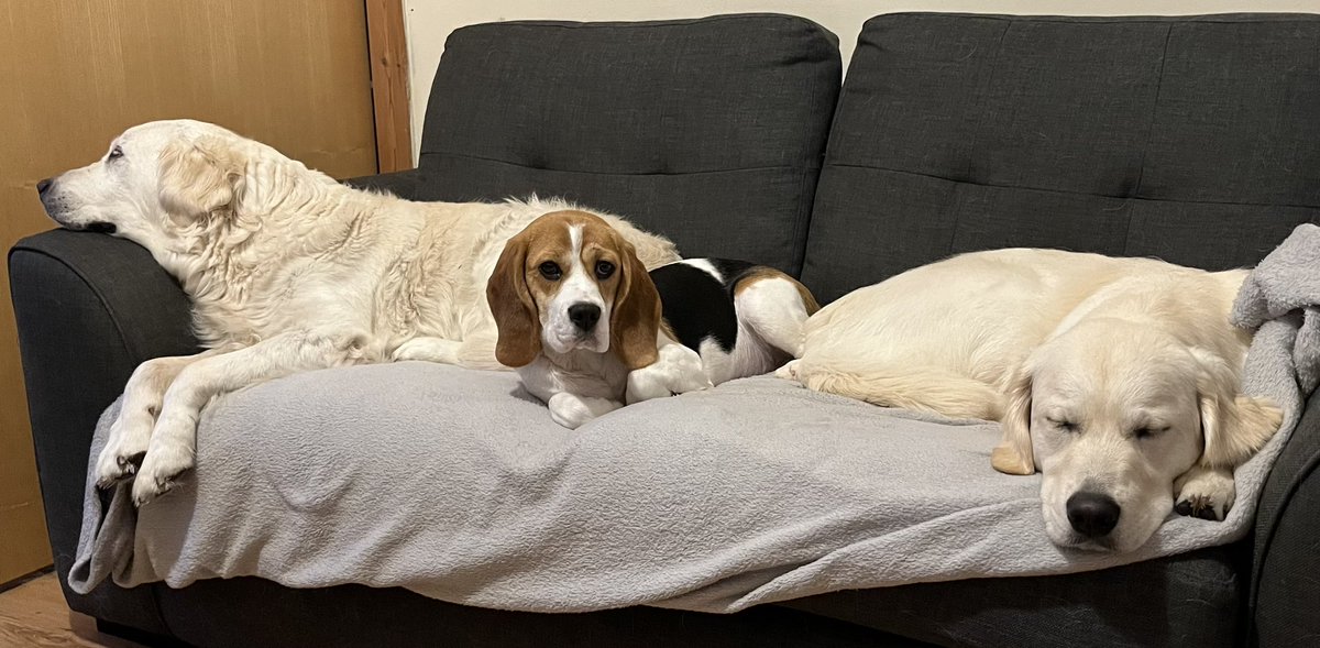 We have a new pack member. Please meet Lottie. My daughter’s other beagle. Half sister to Macey. She’s 9 months and settling in with the pack. Three goldies and two beagles in my house 😱🤦‍♀️🤦‍♀️ #mustbemad