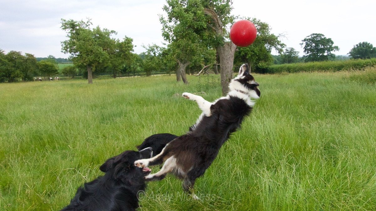 SheepdogTeacher's tweet image. THIS MIGHT NOT END WELL...
Bronwen dives for the #jollyball eight years ago today!
sheepdog-training.com #bordercollie