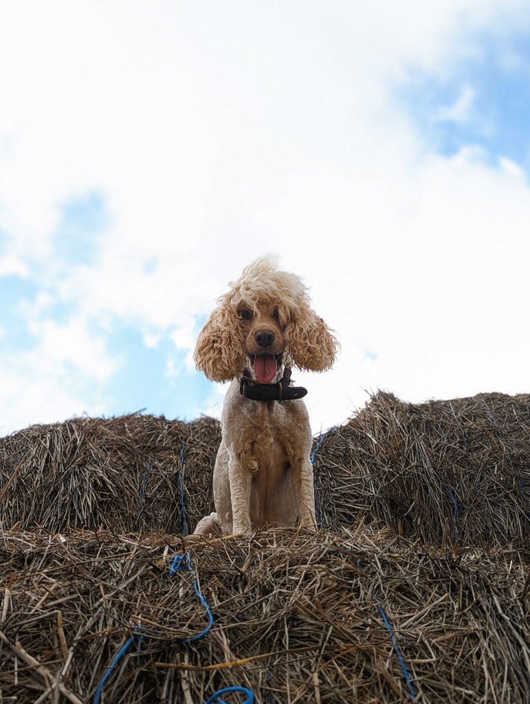 captainprimate's tweet photo. #BasLeChimp the hay King ๐ https://t.co/oC3fUzMkzw