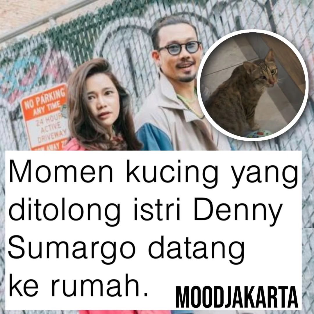 Ketika istri Denny Sumargo menemukan seekor kucing dengan keadaan yang memprihatinkan. Dengan sigap, Olivia langsung menolongnya dan mengobatinya.

Ketika kucing sudah sembuh tiba-tiba dia datang kerumah seperti berterimakasih. Kucing pun terlihat seperti nurut dan sangat nyaman