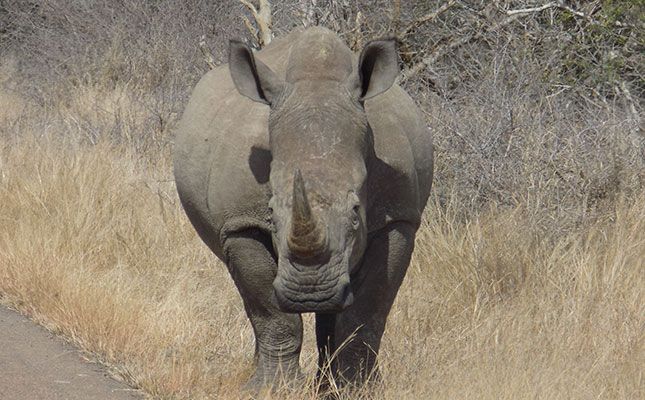 "The only way to curb rhino poaching is to legalise the trade in rhino horn", says Pelham Jones, chairperson for the Private Rhino Owners’ Association buff.ly/3Nx2WSy