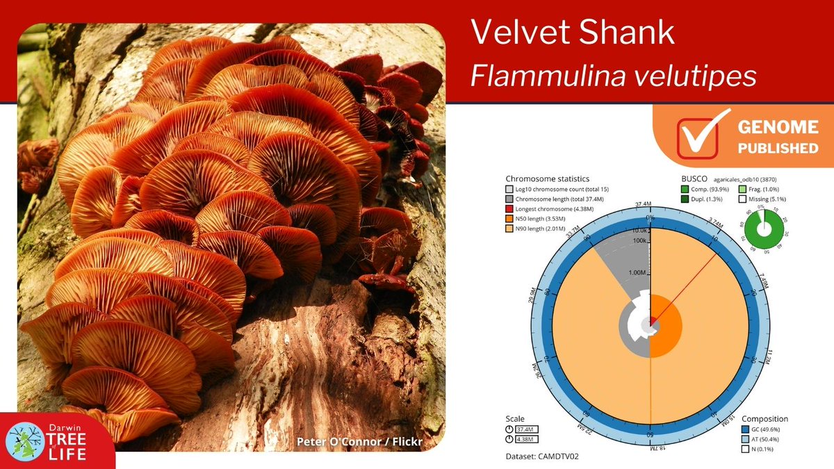 Our latest #DarwinTreeOfLife #GenomeNote: the Velvet Shank 🍄 (Flammulina velutipes)

Thanks to @ForeverFungi Kieran Woof @KewMycology @KewScience @SangerToL and all who helped generate this #genome🧬

📑Read how we did it @WellcomeOpenRes:
wellcomeopenresearch.org/articles/8-273