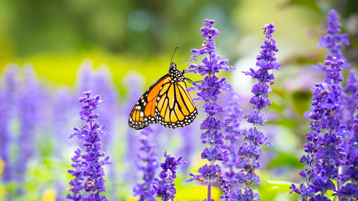 Vaste_Tuinplant's tweet photo. Heb jij ook een tuin waar maar geen #vlinders en #bijen op af komen? En zou je toch wel graag genieten van vlinders en bijen? Onze #borderpakket voor een vlinder- en bijen #border zorgt gegarandeerd voor meer leven in jouw #tuin >> https://t.co/k72r60z3R3 https://t.co/jzsnPnTebZ