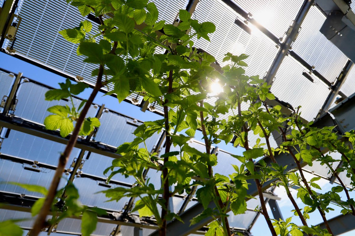 Insolight tweet media