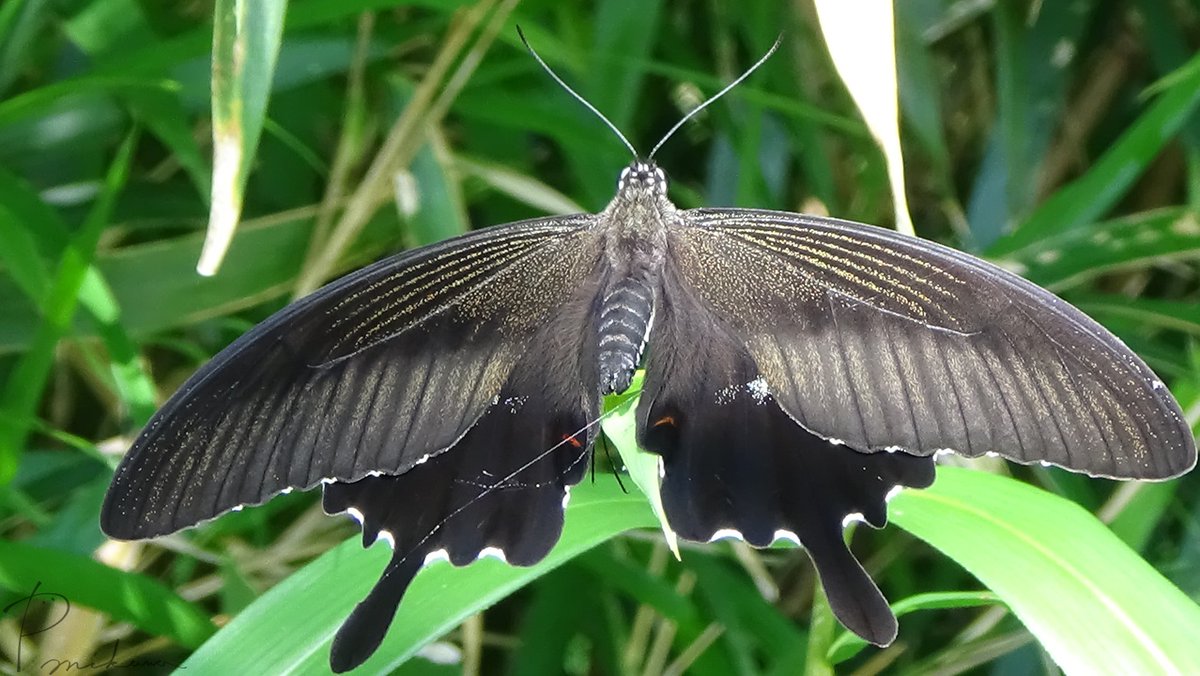 patan_mikawa's tweet photo. #モンキアゲハ ( Papilio helenus )
紋が隠れ気味ですが。
#RedHelen #butterfly #Japan #wildlife https://t.co/O6hOoStYx1